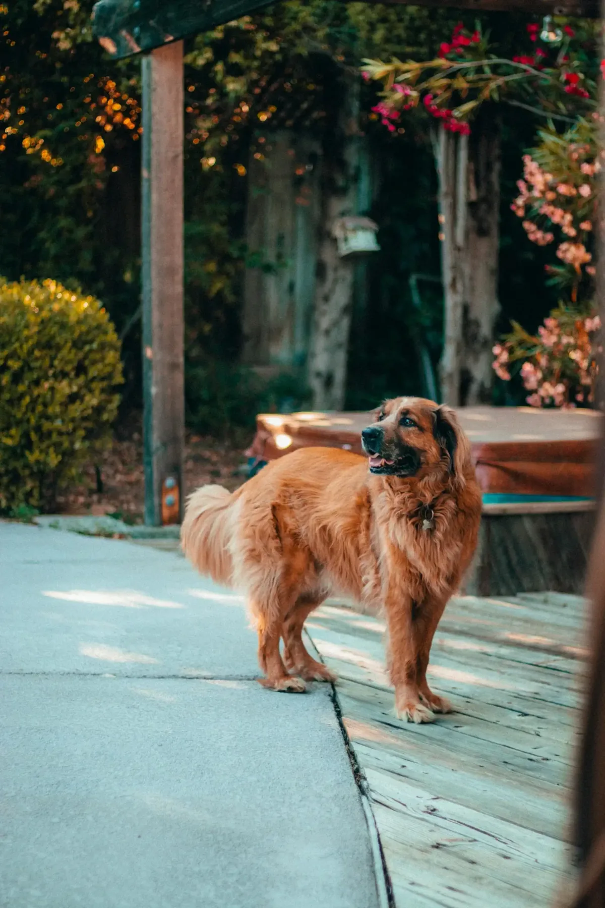 Golden dog standing on a backyard deck beside a garden
