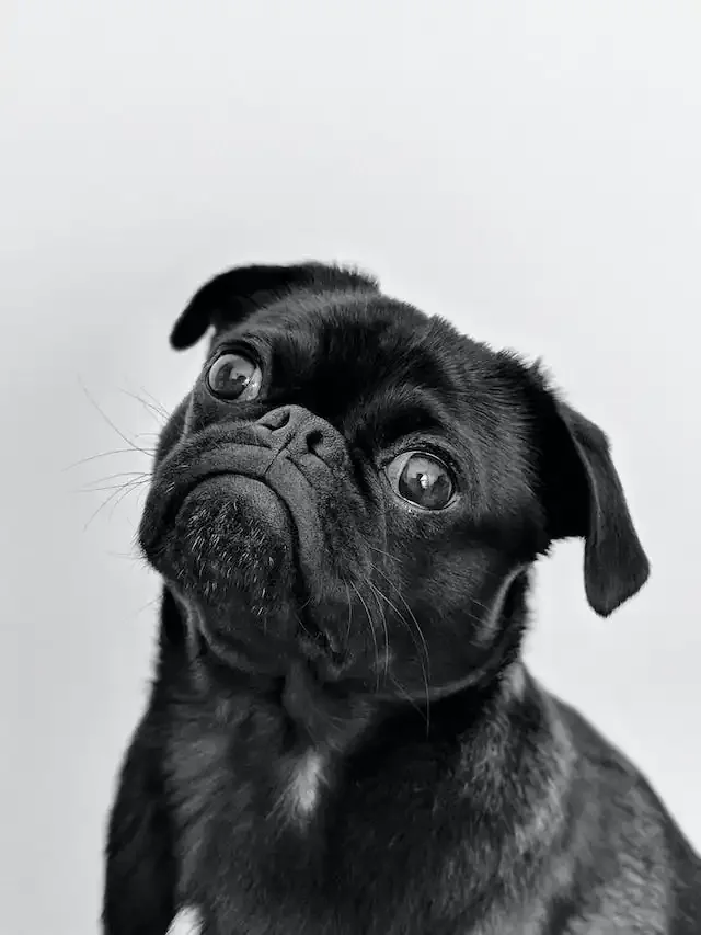 Black pug tilting its head, in black and white