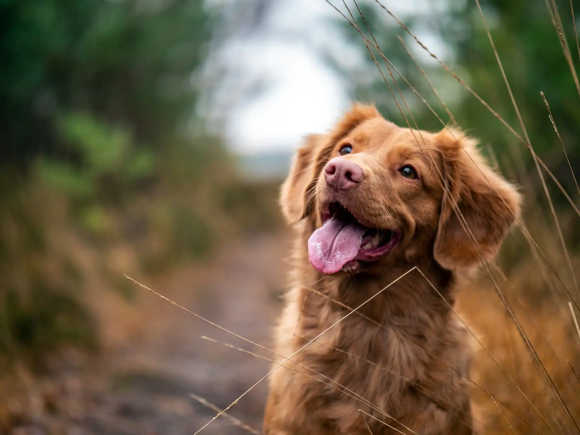 Brown dog with tongue out standing on a forest path among tall dry grass, blurred green trees behind.