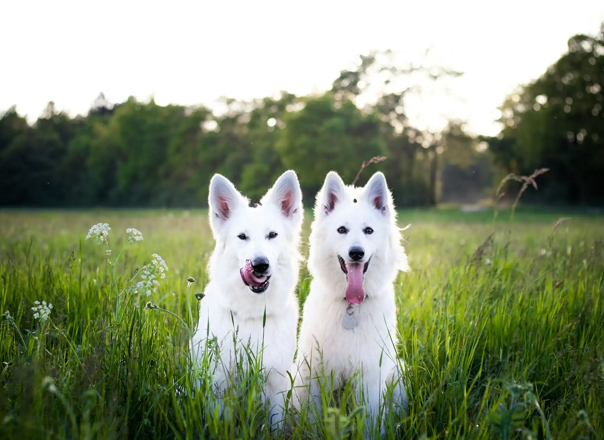 Two white fluffy dogs sitting together in a green grassy field with trees in the background.